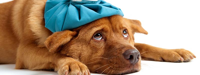 SICK-DOG