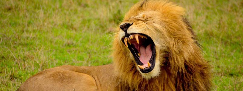 lion-roar