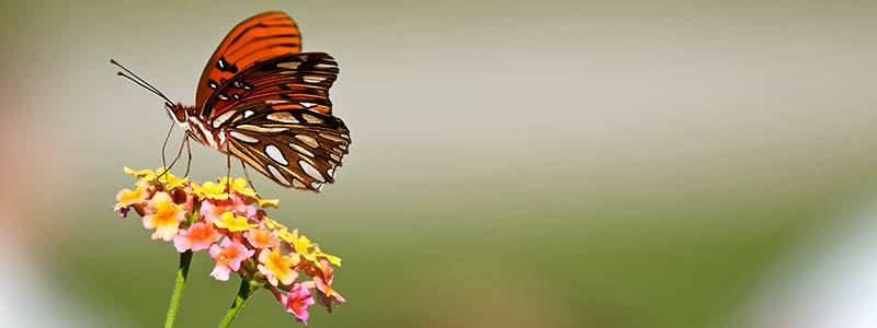 change-butterfly