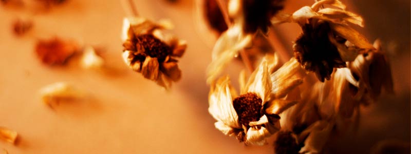 post-headers_dead_flowers