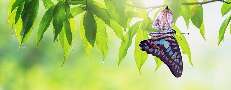 post-headers_butterfly_change