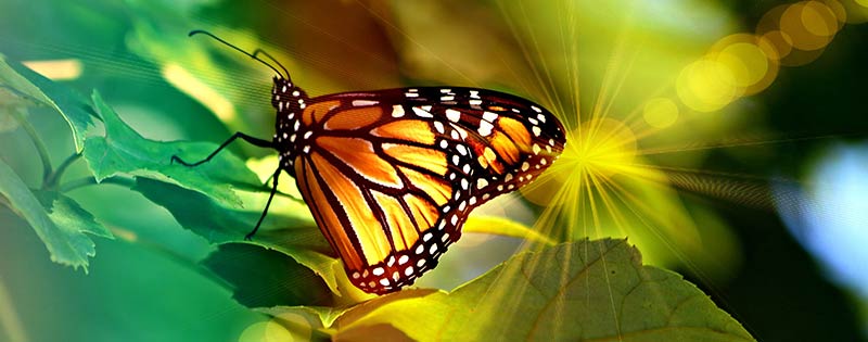 post-headers_change_butterfly