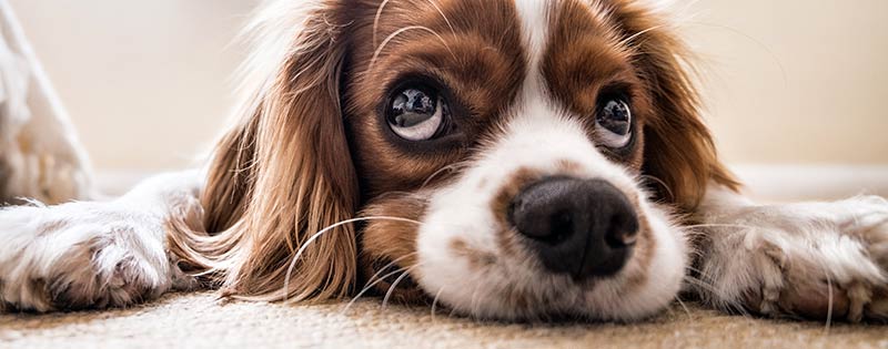 post-headers_pet_dog