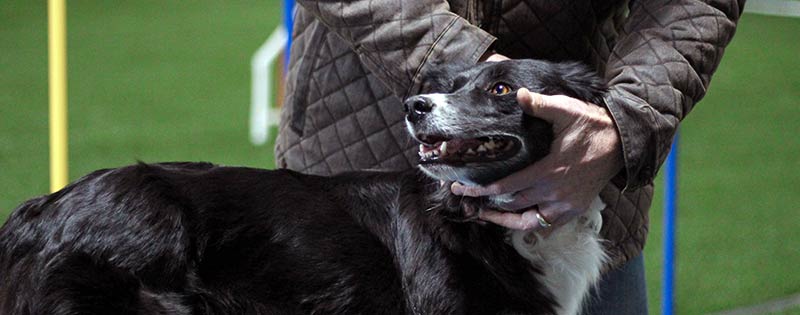 post-headers_pet_dog2
